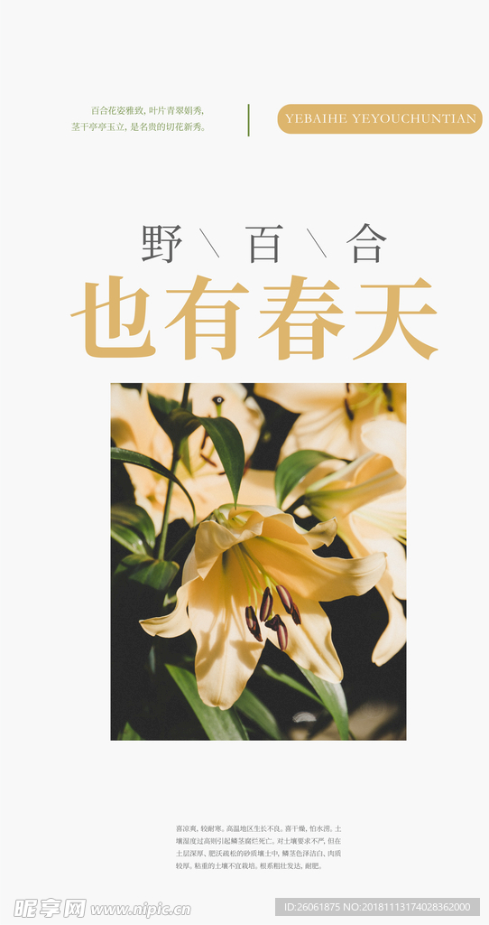 百合花