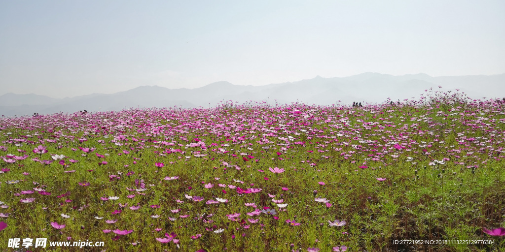 格桑花