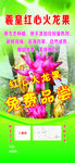 红龙果展架