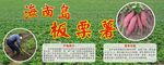 红薯番薯板栗薯海报