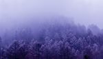 树林  紫色  抽象  烟雾