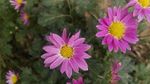 小菊花