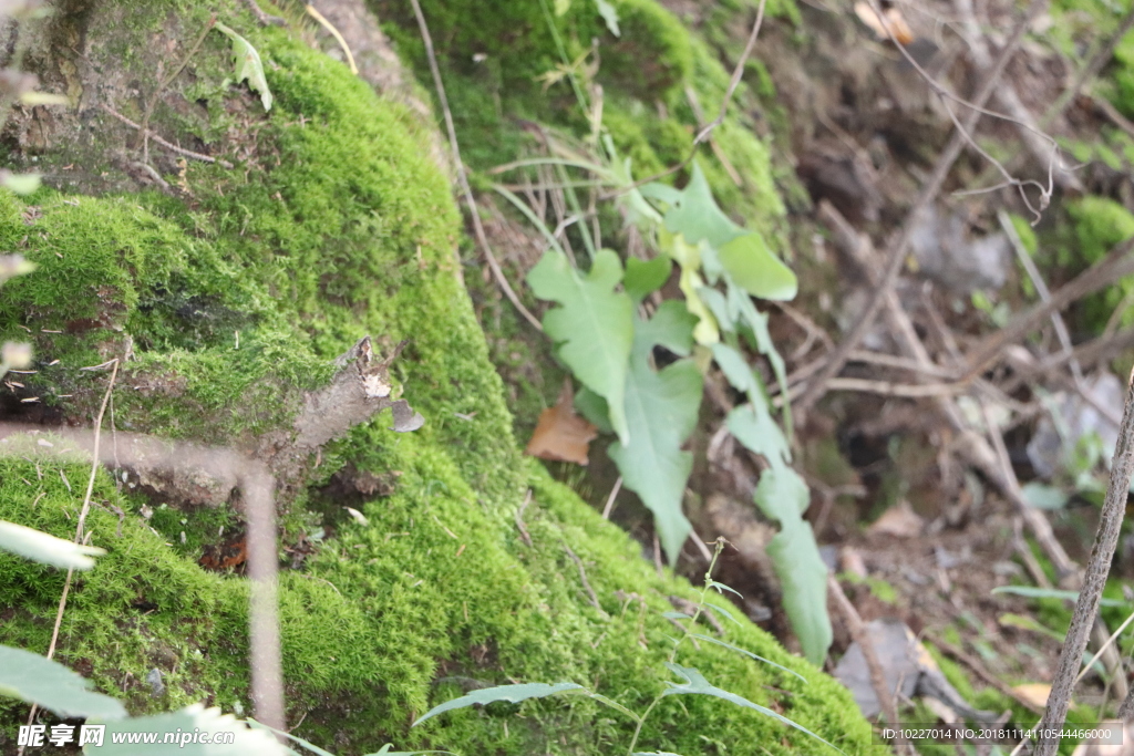 苔藓