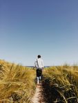 走向麦田