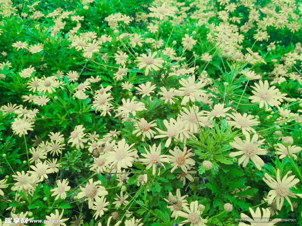花