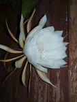 昙花