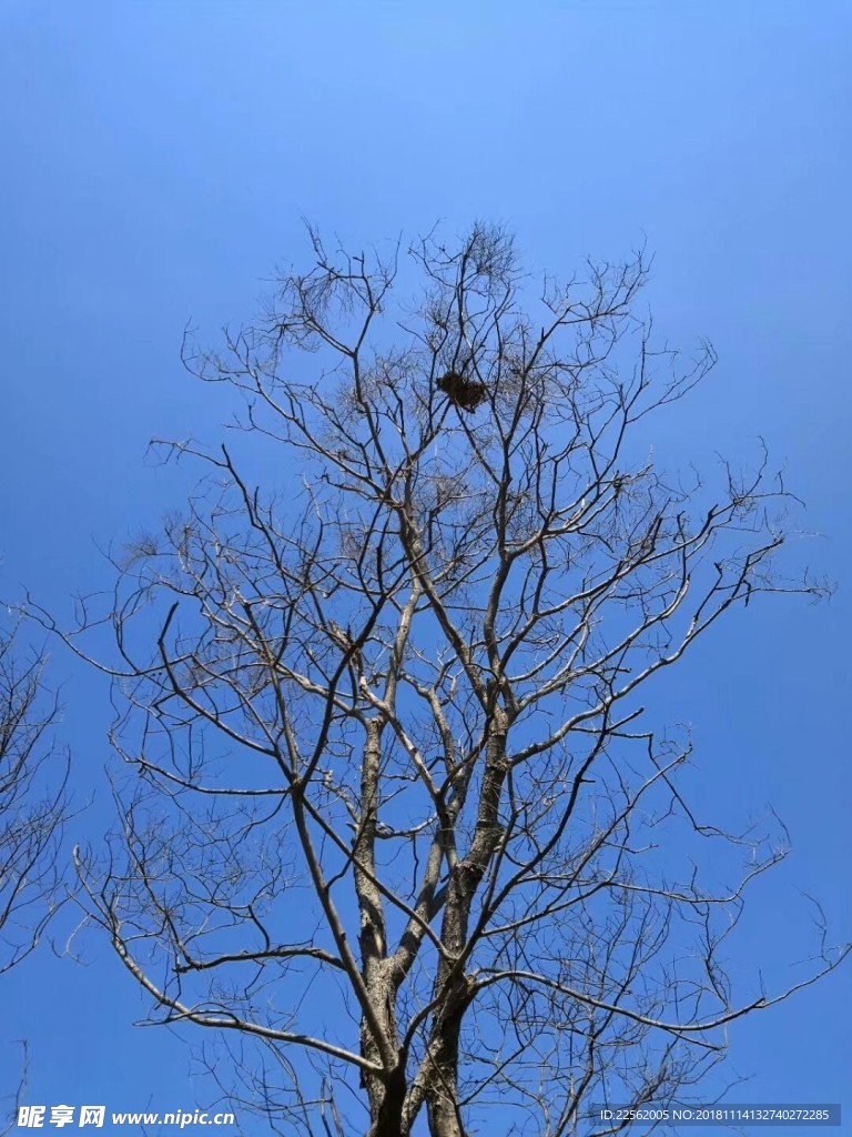 树枝 苍劲有神 枝芽