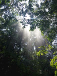 热带雨林 森林 阳光
