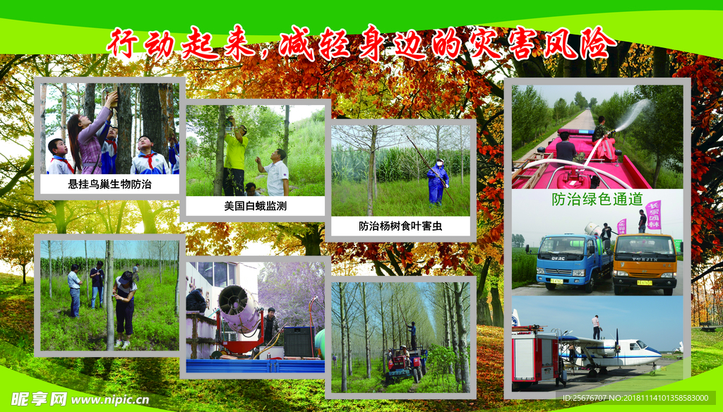 林业害虫