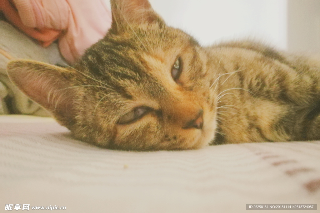 狸花猫 猫咪 猫 可爱猫咪