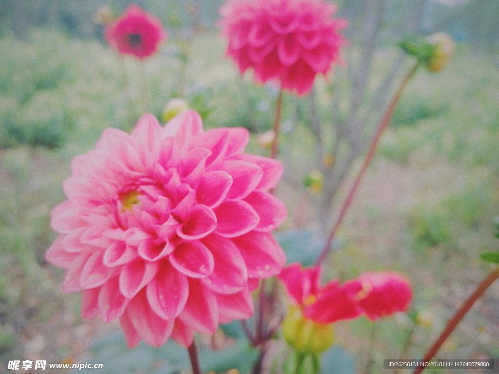 花束 野花 菊花 花苞 绽放