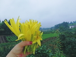 黄花 秋天