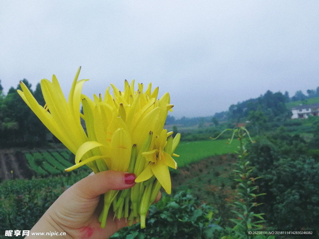 黄花 秋天