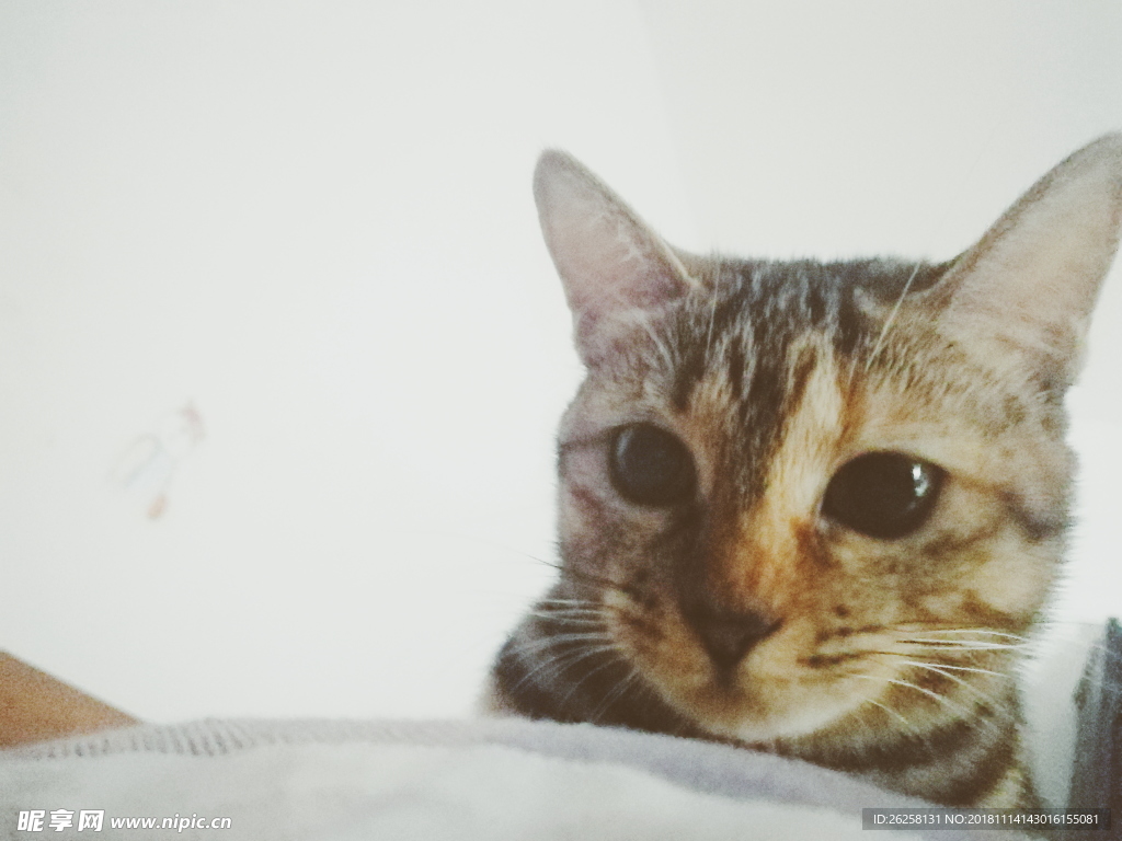宠物猫
