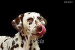 犬类 斑点狗 动物 摄影 自然