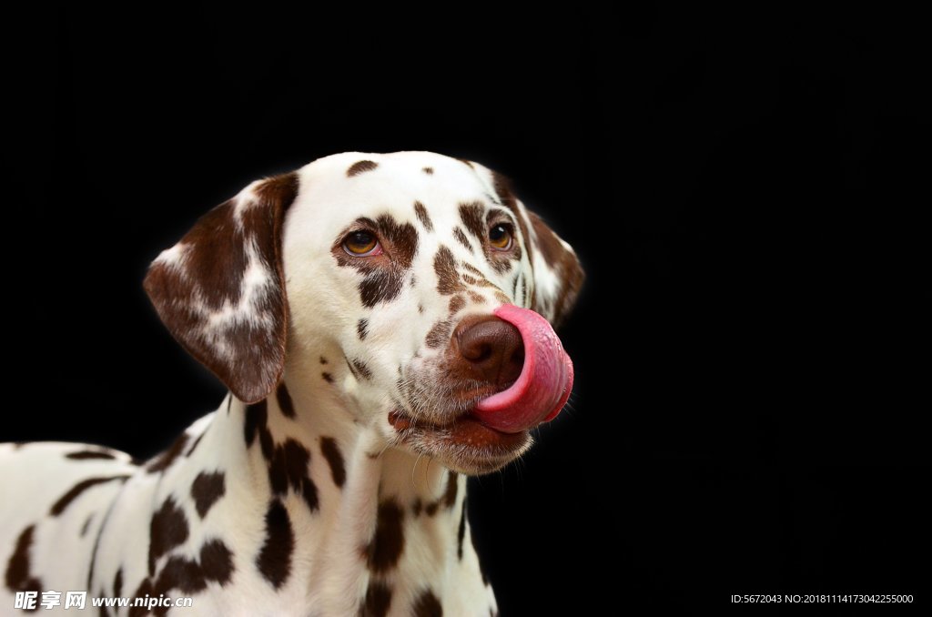 犬类 斑点狗 动物 摄影 自然