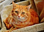 动物 橘猫 可爱 猫咪 萌猫