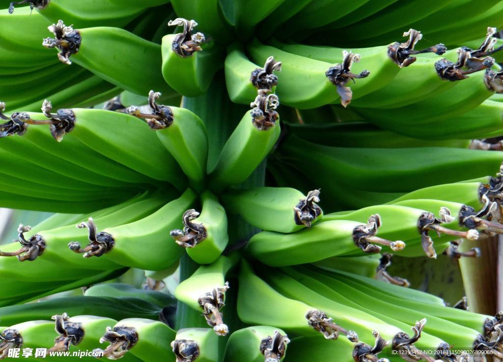 香蕉
