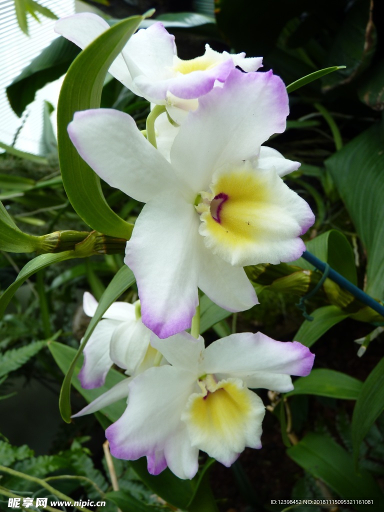 玉兰花