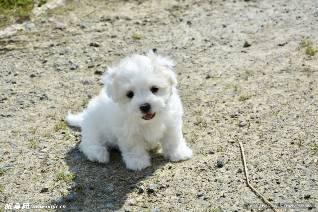 宠物狗摄影图__家禽家畜_生物世界_摄影图库_昵图网