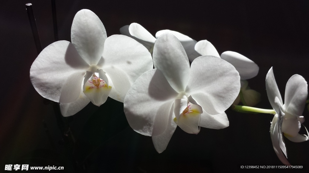 玉兰花
