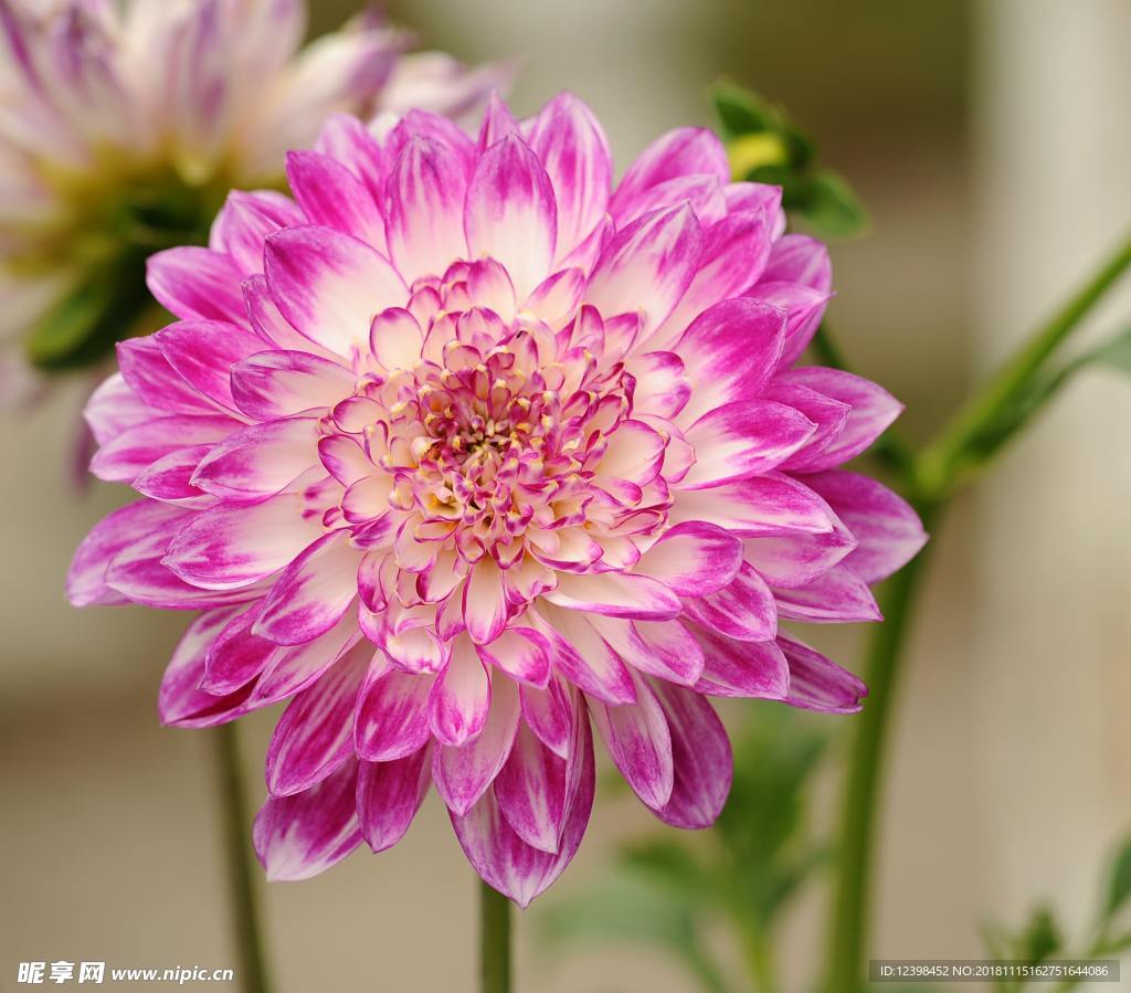 秋菊