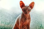 称斯芬克斯猫