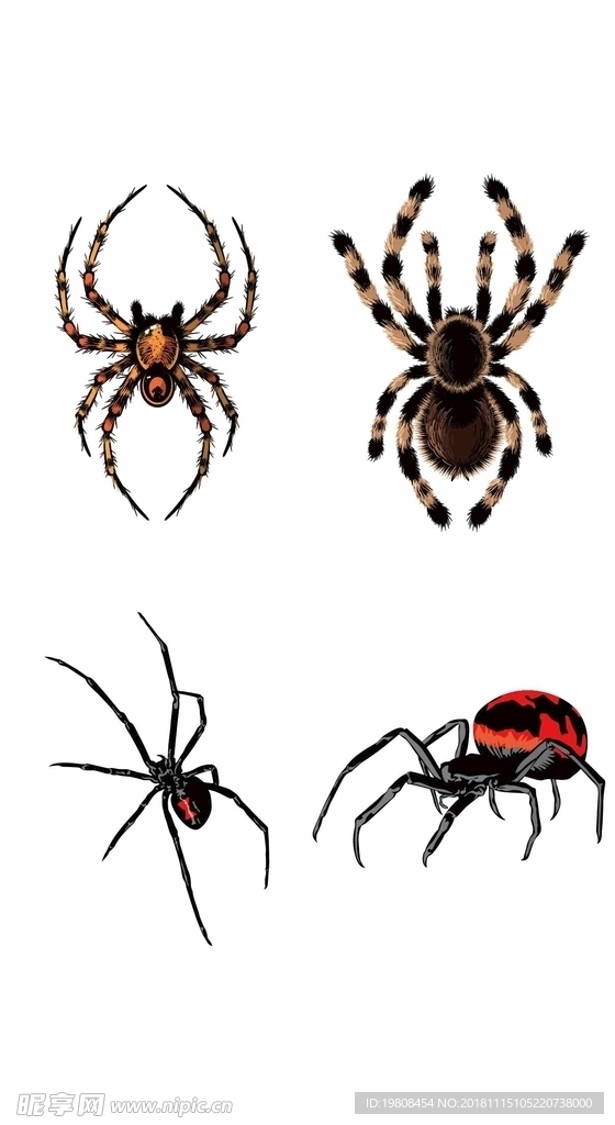 矢量蜘蛛图片