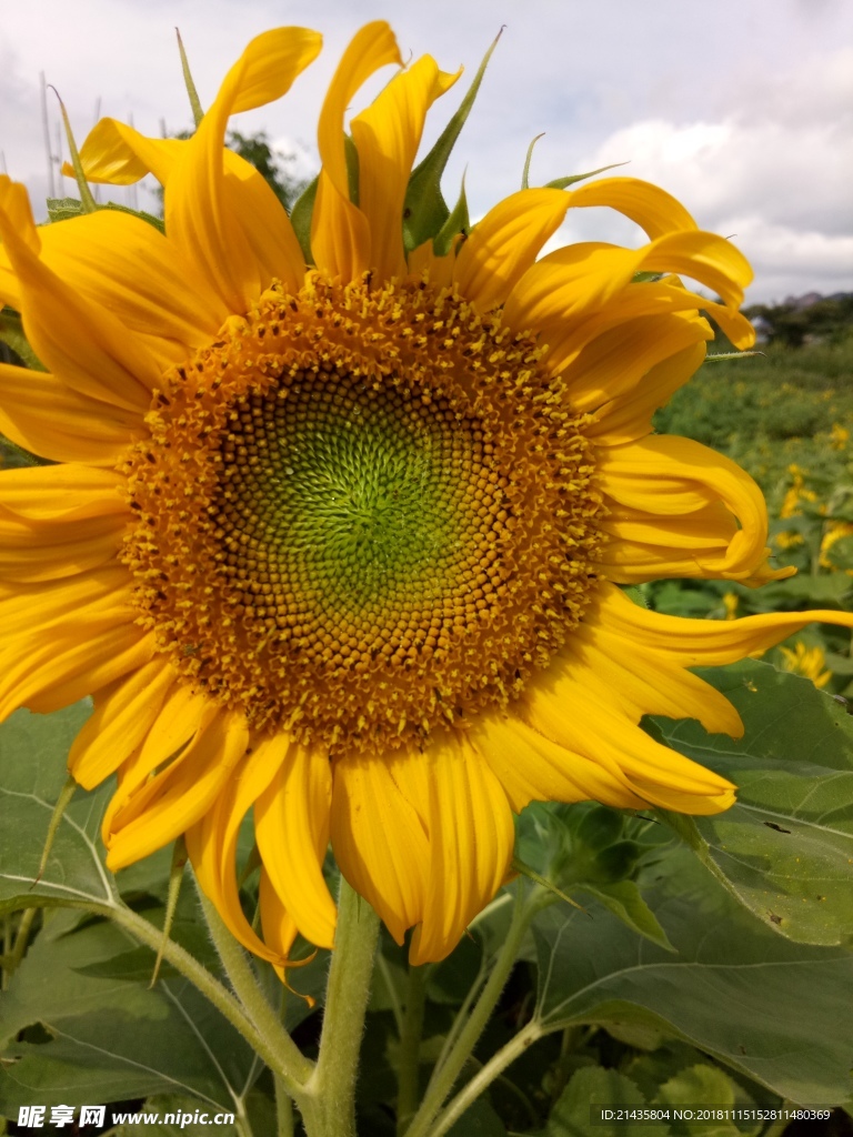 向日葵 葵花 花 真花