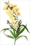 插画花卉
