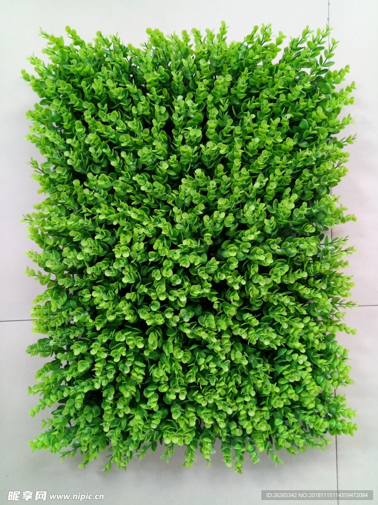 植物墙