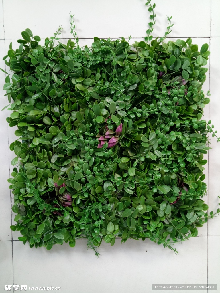植物墙