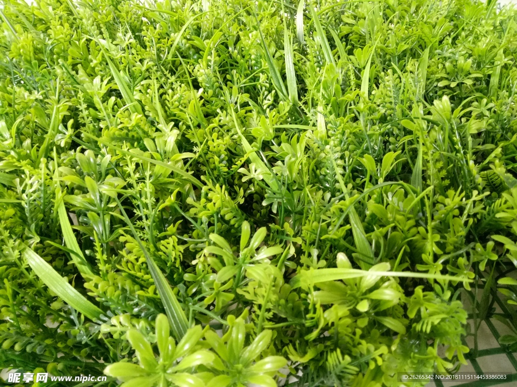 植物墙