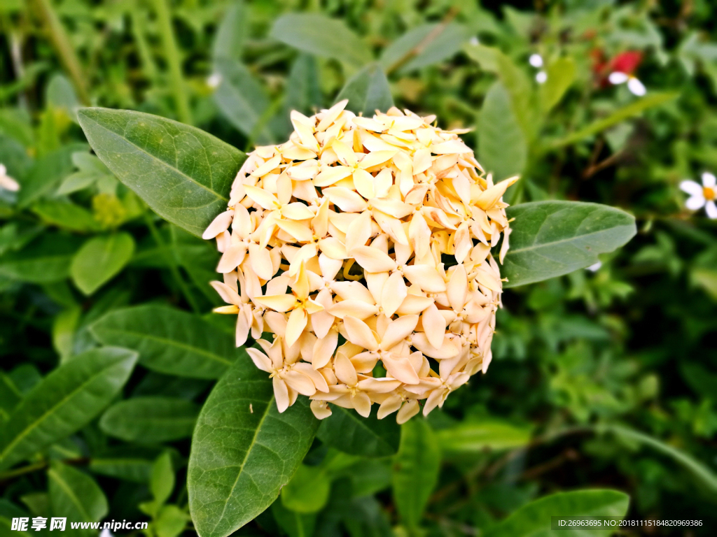 鲜花 花卉