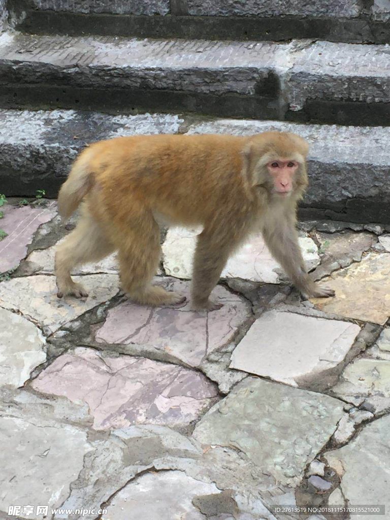 台阶下的猴子图片