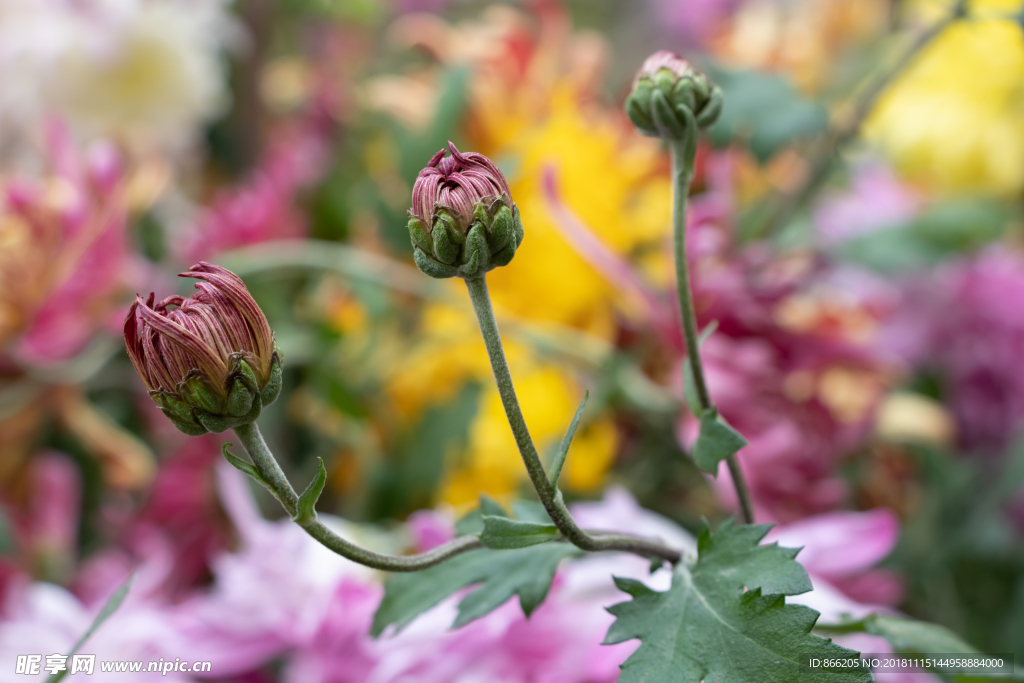 菊花