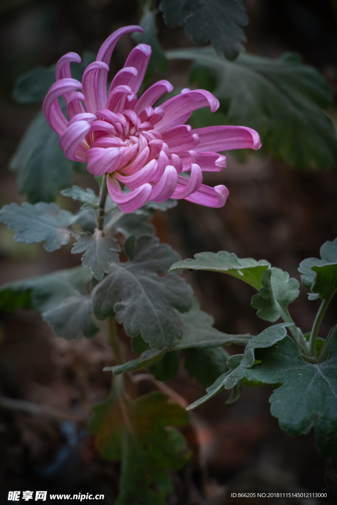 菊花