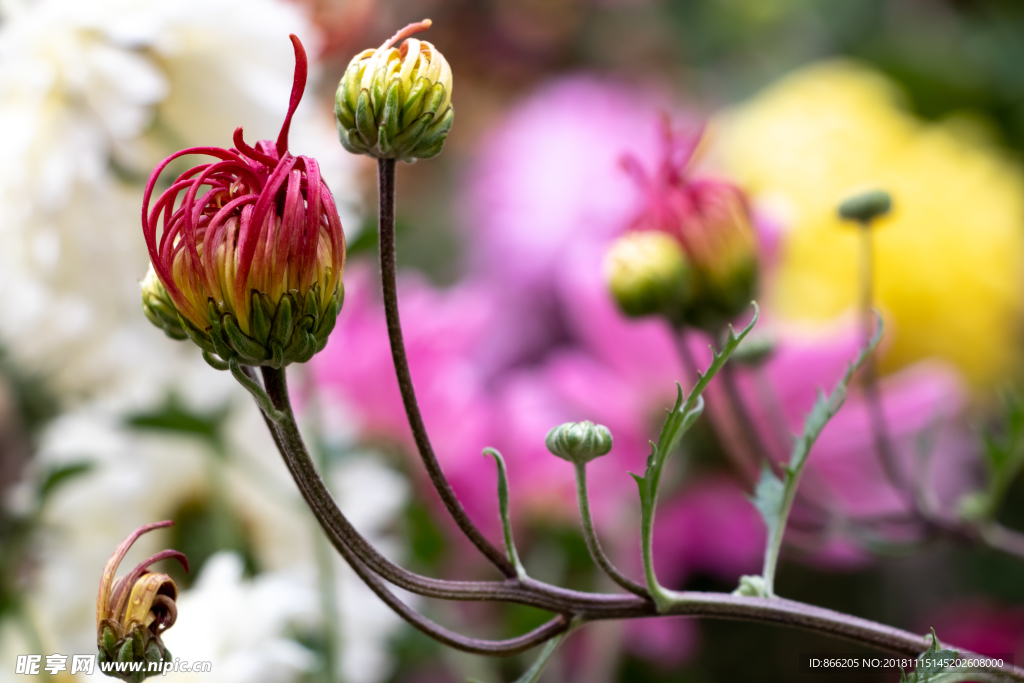 菊花