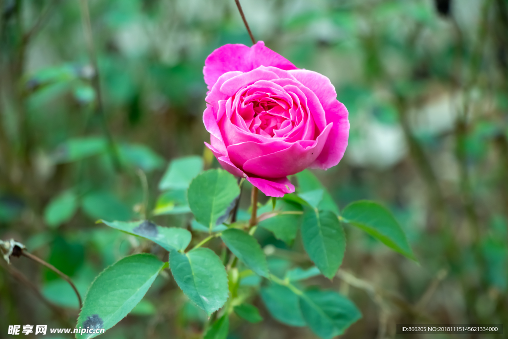 玫瑰花