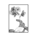 花卉