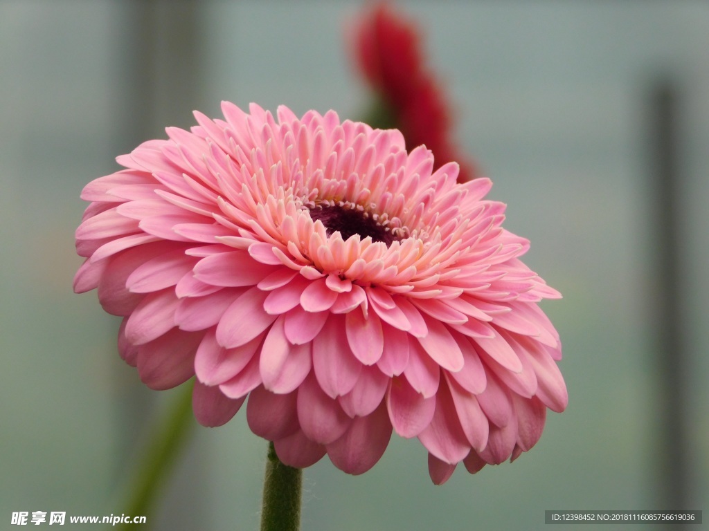 非洲菊