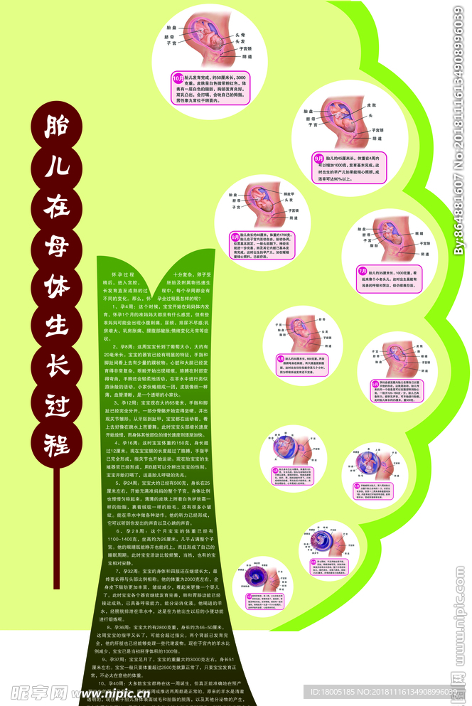 怀孕过程