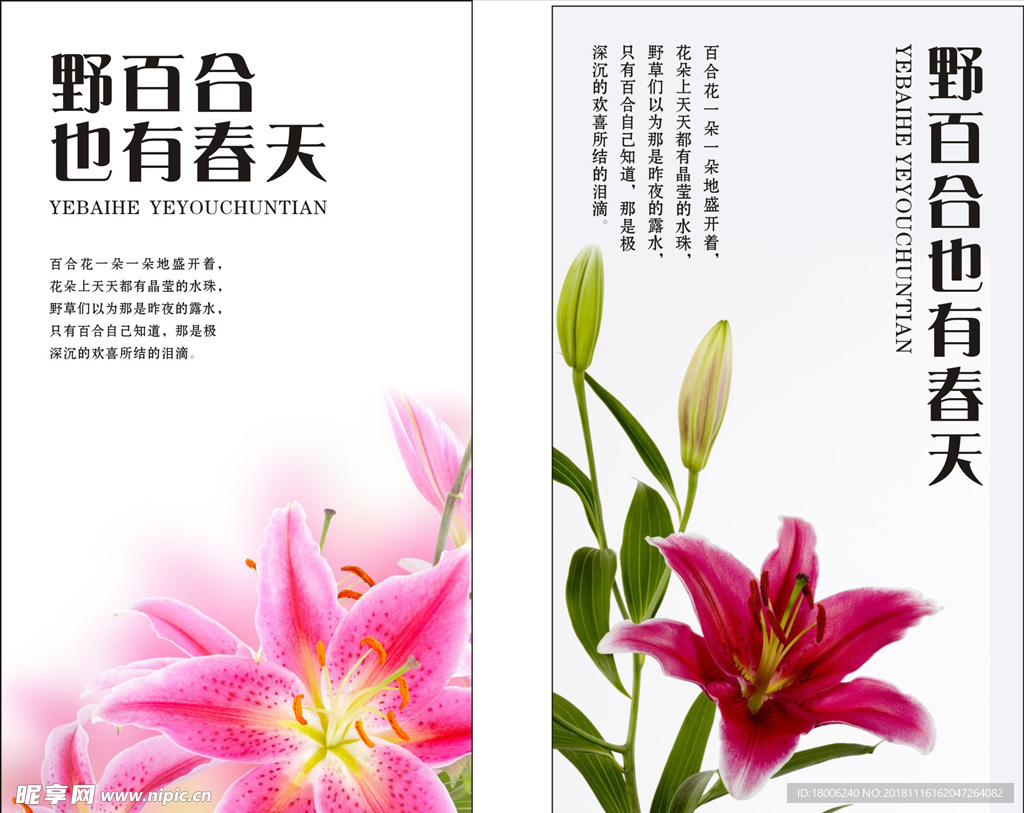 百合海报