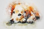 小狗插画