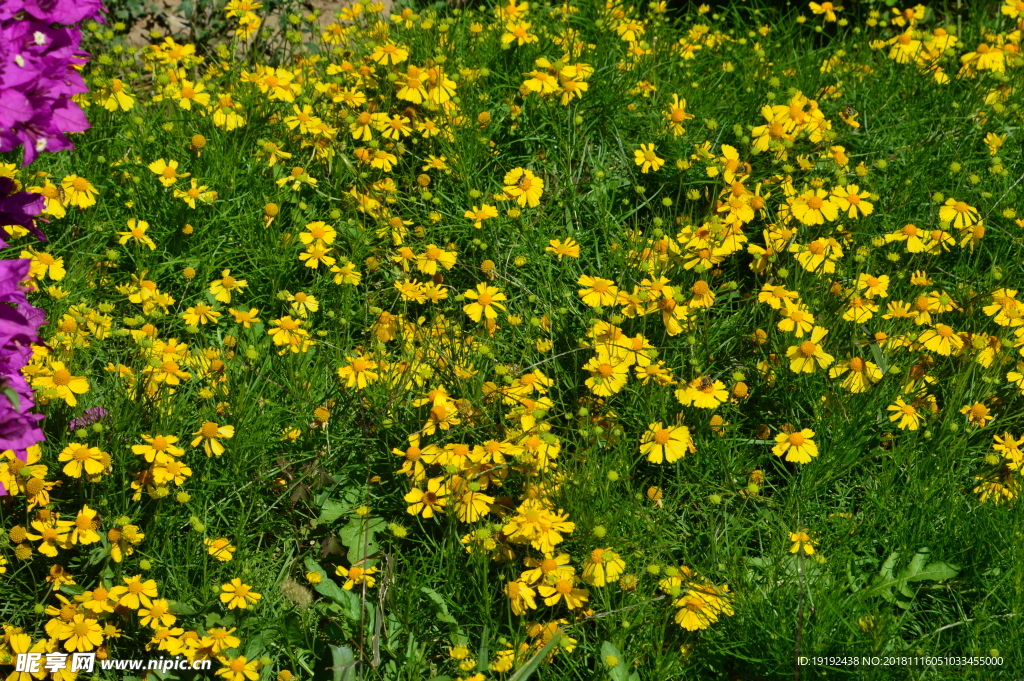 金鸡菊