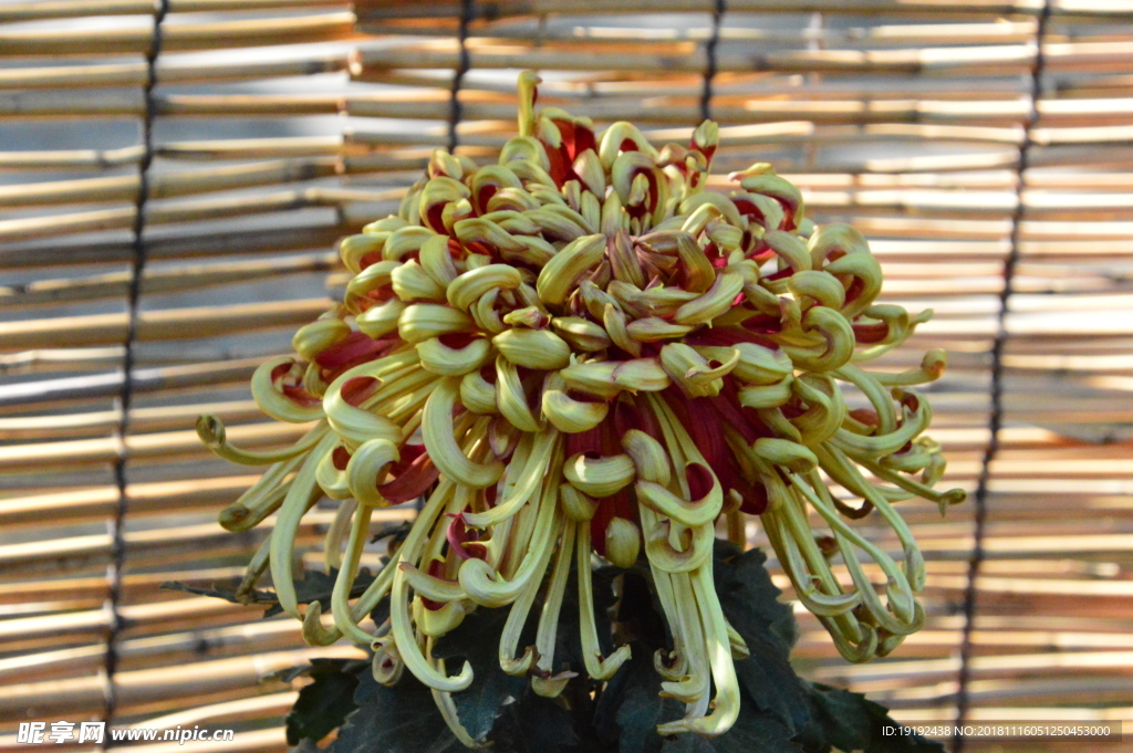 菊花