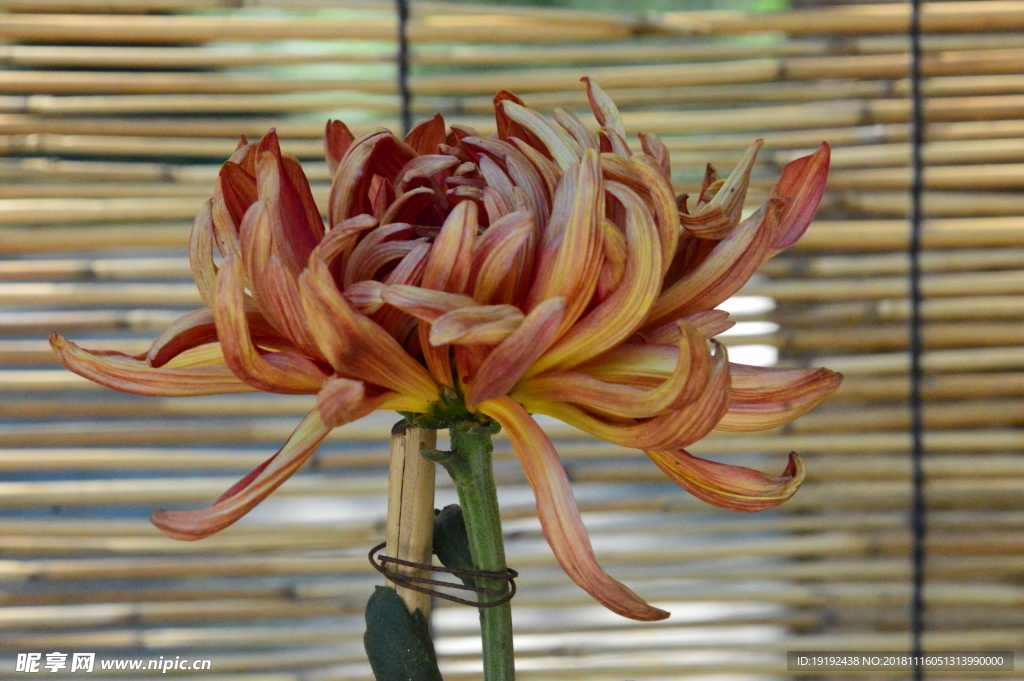 菊花