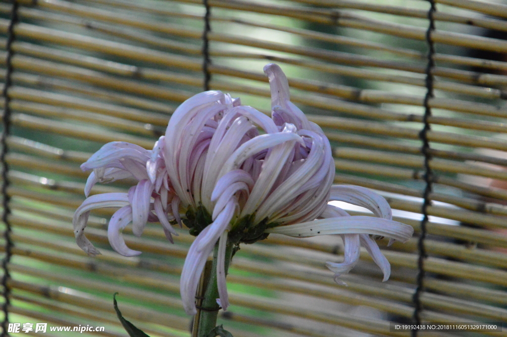 菊花
