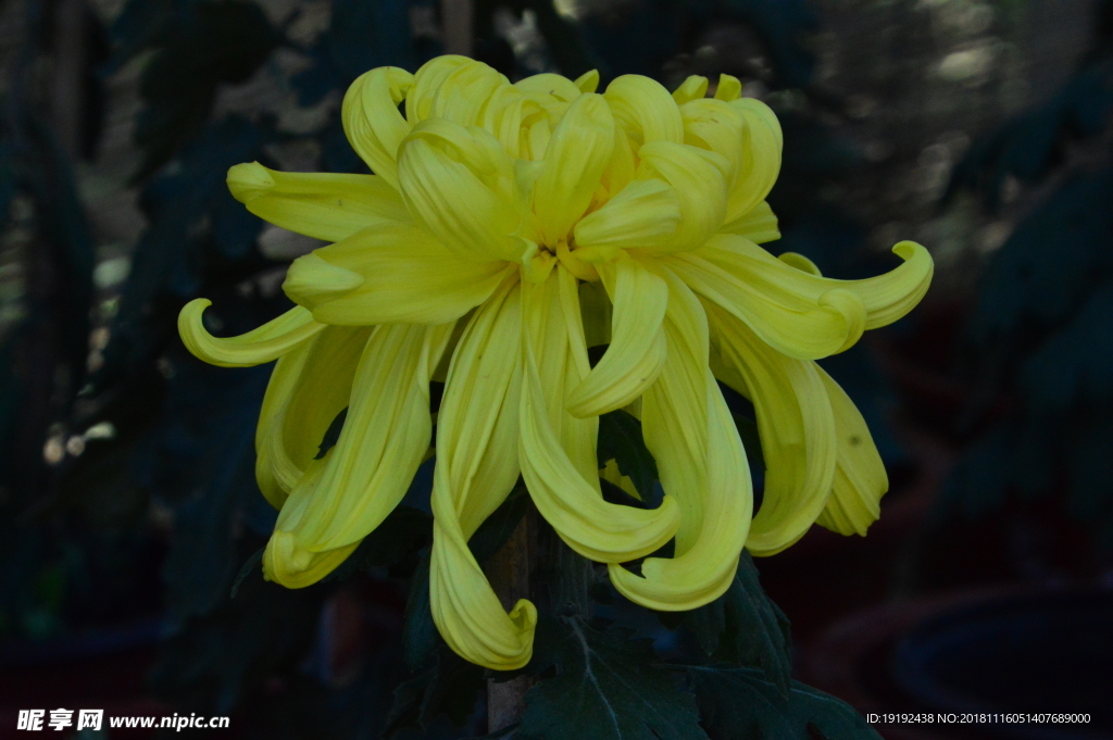 菊花