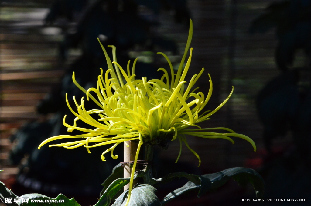 菊花